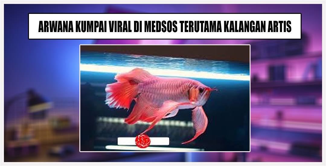 Ikan Arwana Kumpai Menggemparkan Sosial Media!!