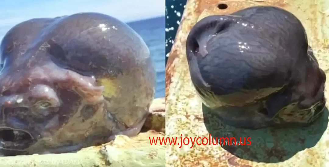 Viral Nelayan Tangkap Ikan Mirip Alien